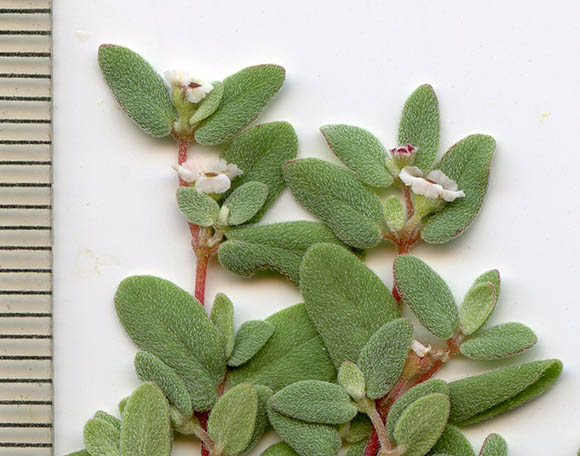  Euphorbia melanadenia